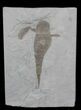 Eurypterus (Sea Scorpion) Fossil - New York #62803-1